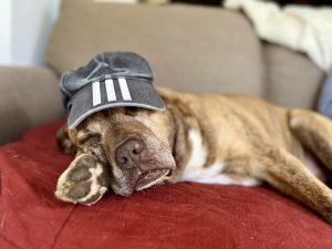 Bull breed dog wearing a cap